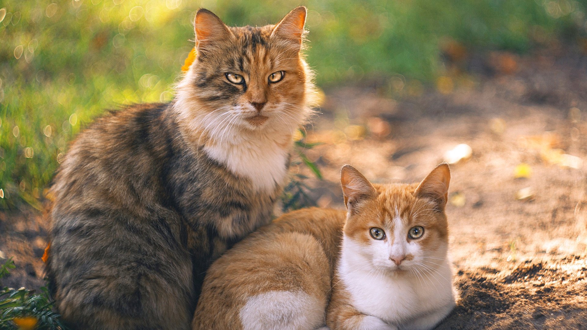 华体会官方网站-搏击赛事推广结合街头文化拓展观众群，搏击活动主题