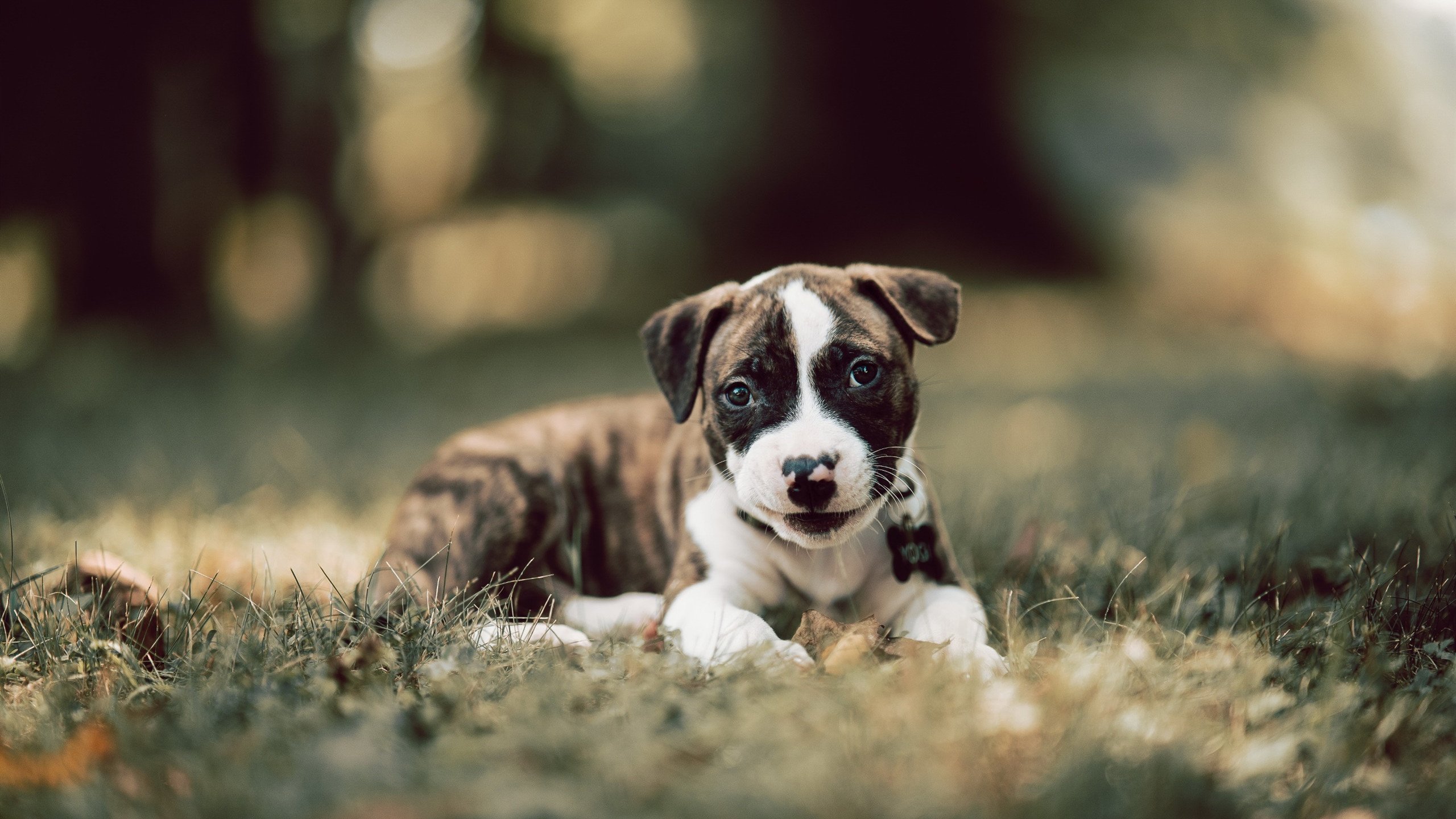 男子接力惜败仍显风采,男子接力比赛4×100决赛冠军