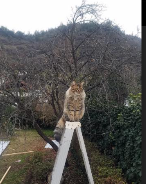 华体会app-南非羚羊队：稳定的防守体系与高效的反击进攻助力球队屡获胜利