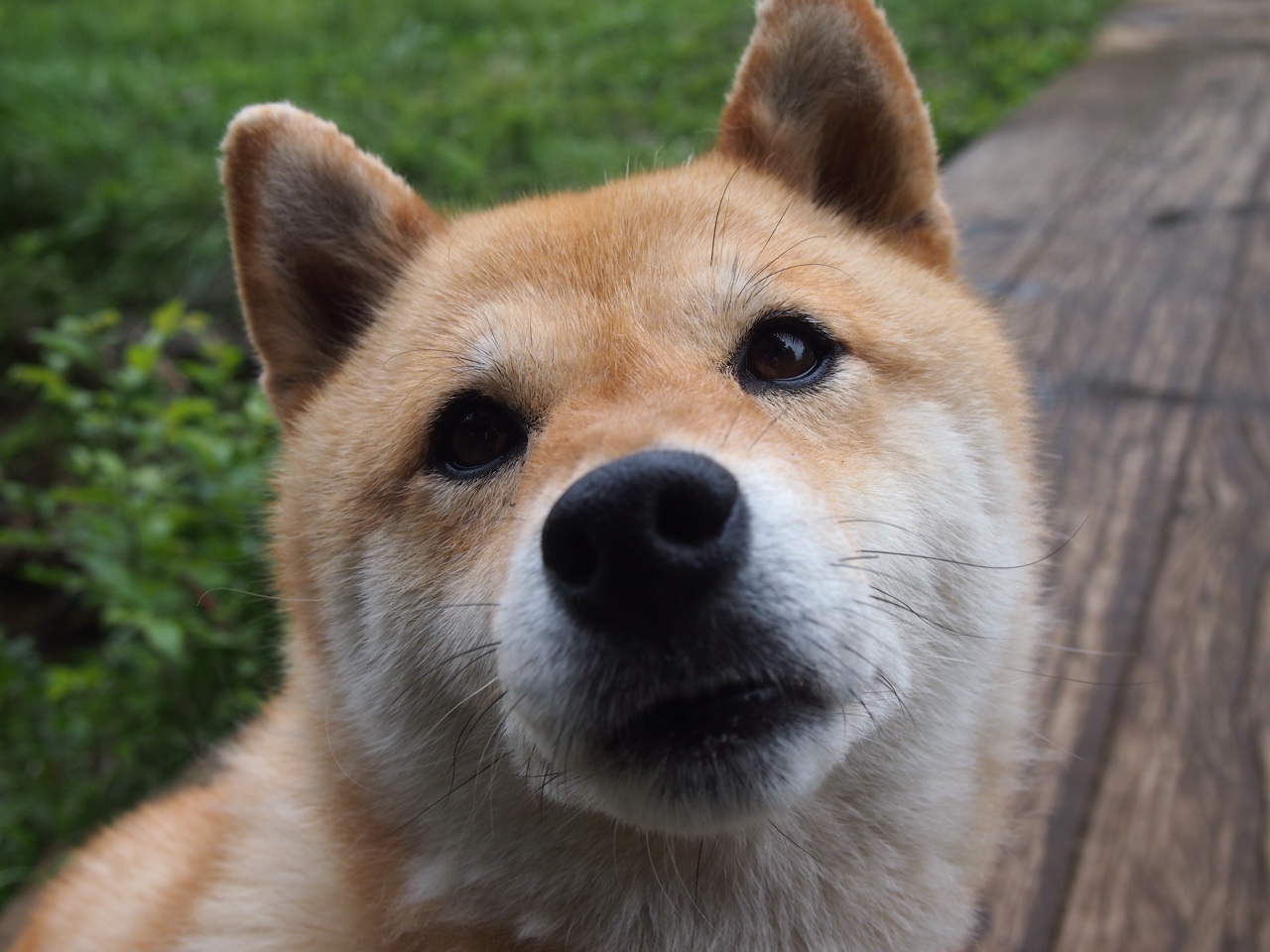 唐纳德·高尔的精彩进攻演绎,点亮袋鼠队全场表现,唐纳德高德纳