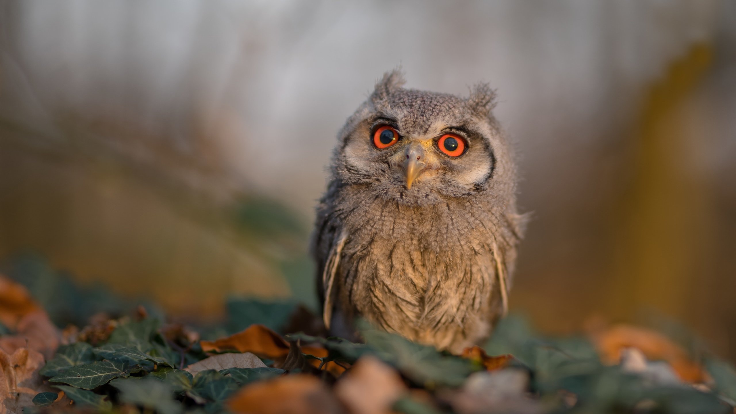 塞内加尔男篮在非洲锦标赛中奋勇夺冠,刷新地区篮球纪录,非洲杯塞内加尔阵容