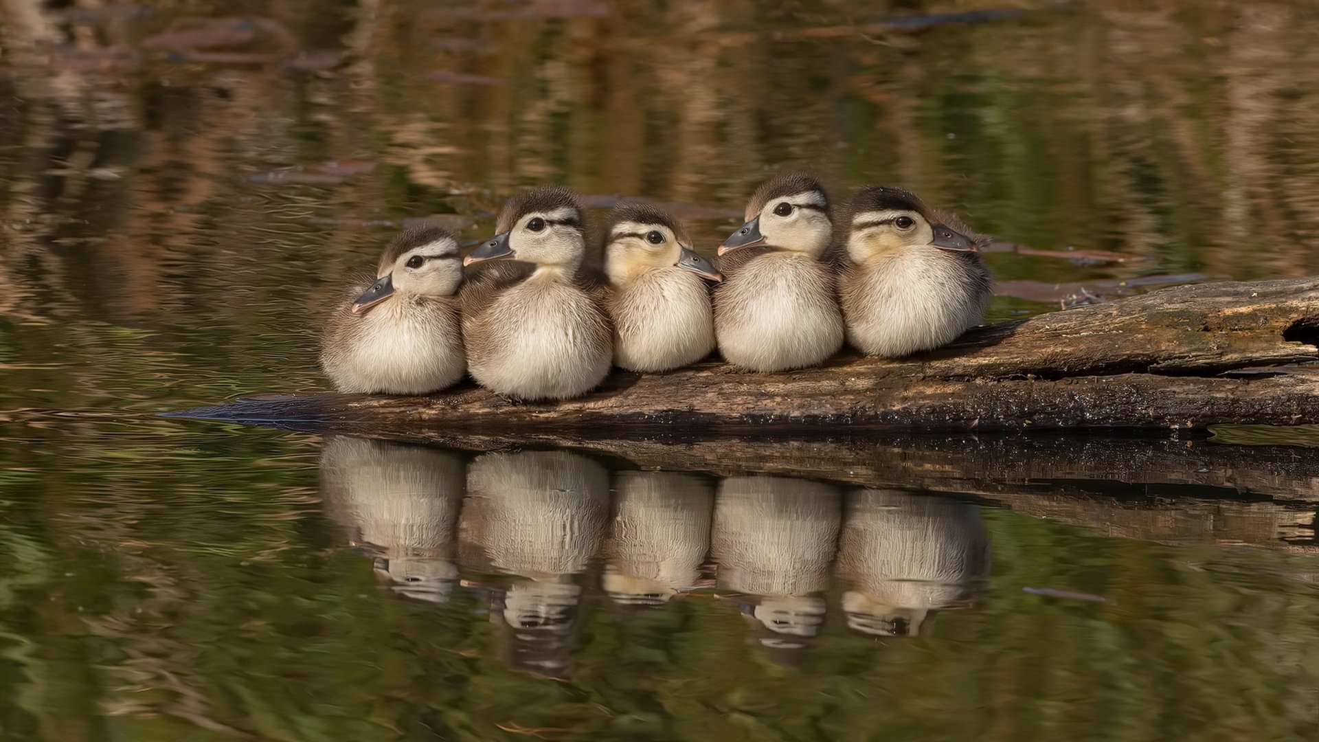 华体会app注册-森林狼替补后卫连续命中三分引掌声，森林狼错过的新秀