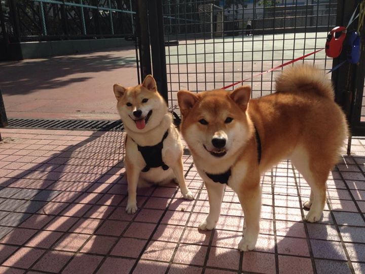 篮网安排早午晚三段训练计划保持高效节奏,篮网公开训练合照