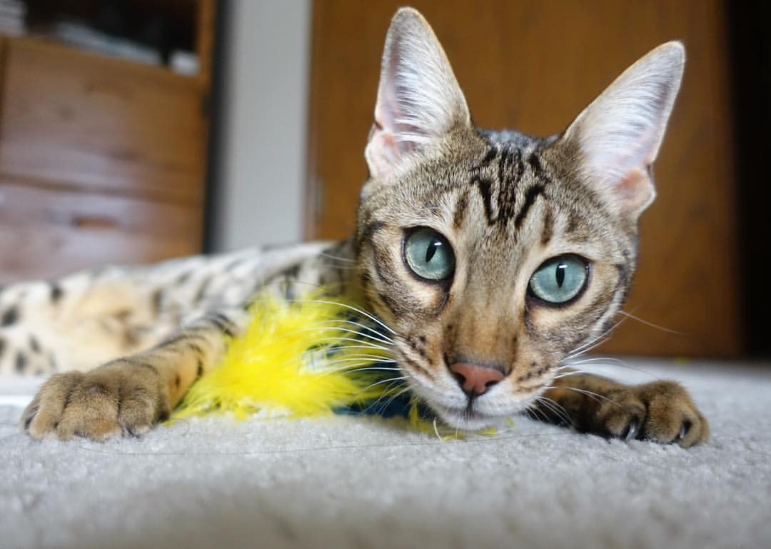 华体会app注册-中国篮球应对国际规则变化的策略，中国篮球应对国际规则变化的策略是什么