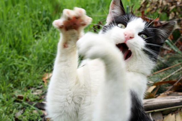 中国足球赛事运营管理挑战与对策，足球文化与赛事管理